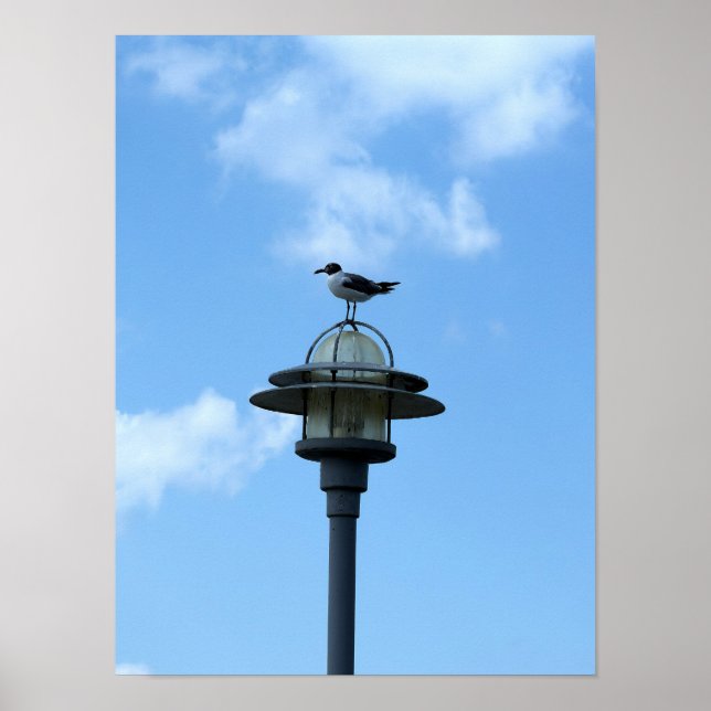 Seagull on Light Poster (Front)