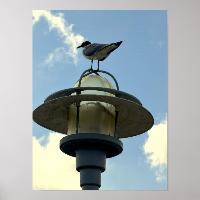 Seagull on Light Poster (Front)