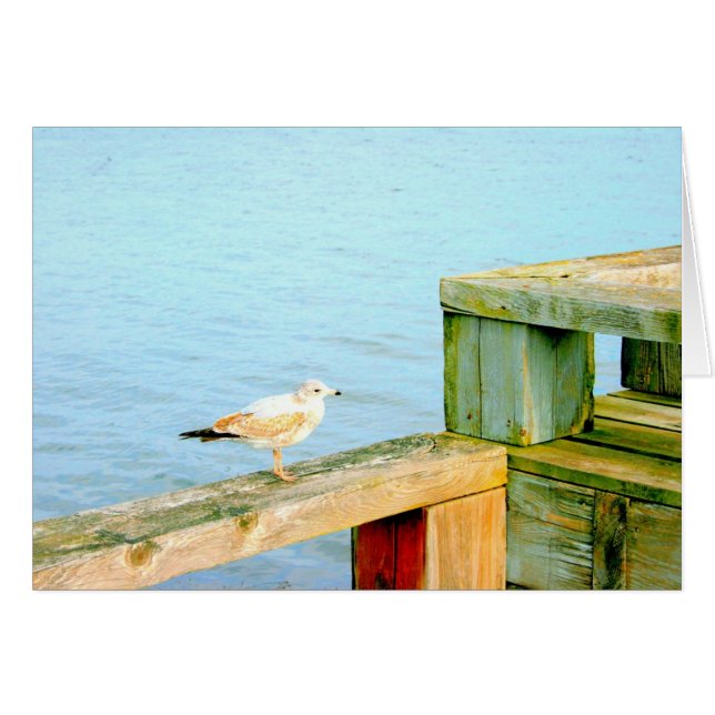 Seagull on Railing (Front Horizontal)
