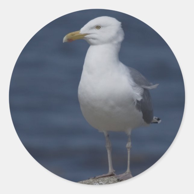 Seagull On Rock Classic Round Sticker (Front)