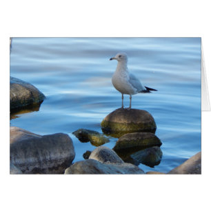 Seagull On Rocks