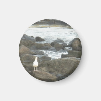Seagull on rocks magnet