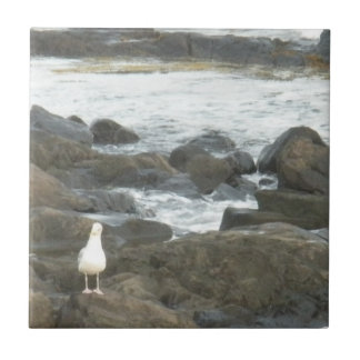 Seagull on rocks tile