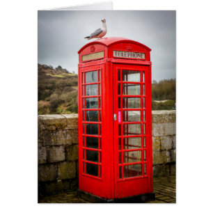 Seagull on Telephone Box