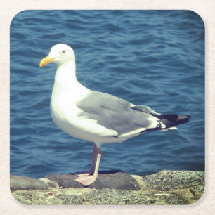 Seagull On The Bay Square Paper Coaster