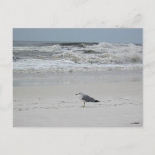 Seagull on the Beach Postcard