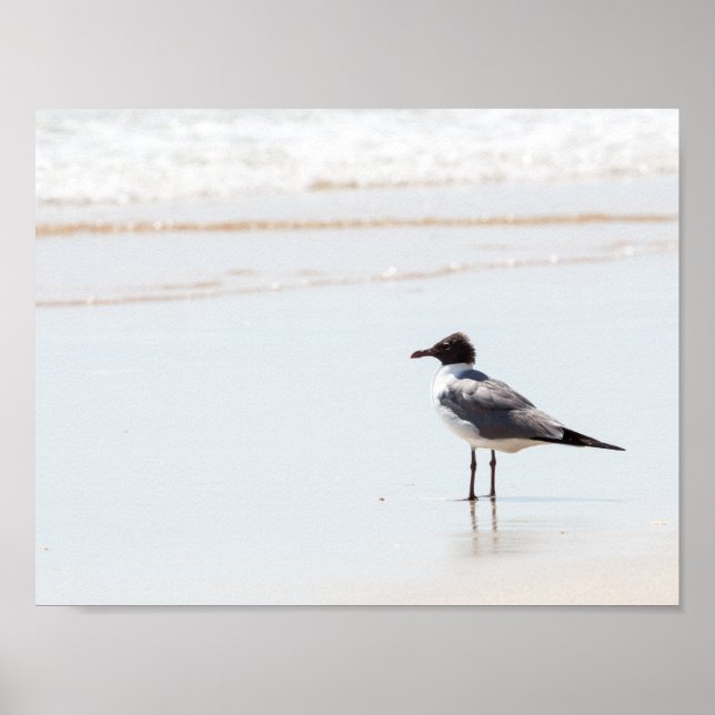 Seagull on the Beach Poster (Front)