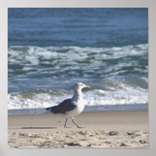 Seagull on the Beach Poster