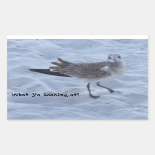 Seagull on the Beach Stickers