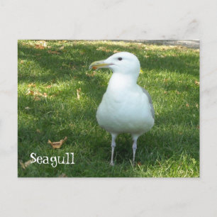 Seagull on the Grass Postcard
