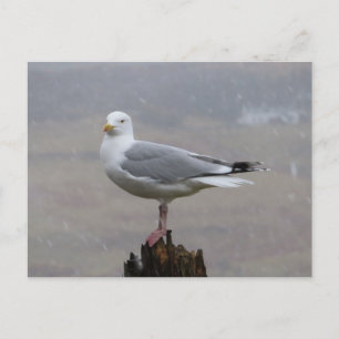 Seagull On Wooden Post Snowfall Coastal Winter Art Postcard