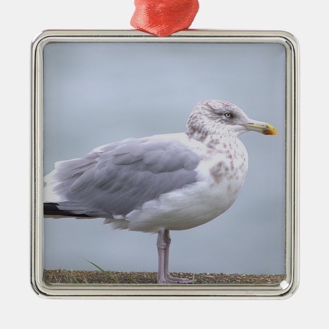 Seagull Photo Ornament  (Front)