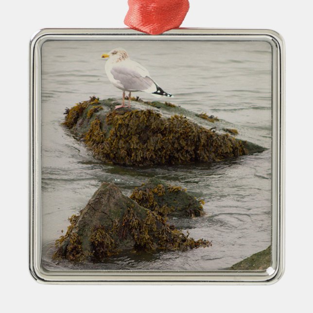 Seagull Photo Ornament  (Front)