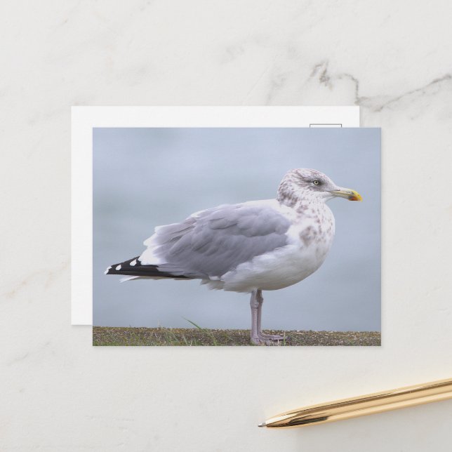 Seagull Photo Postcard (Front/Back In Situ)