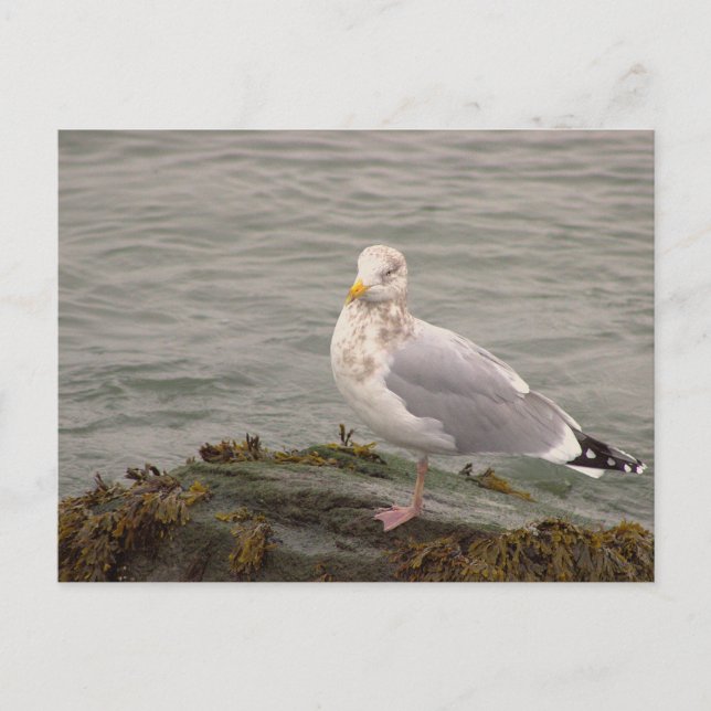 Seagull Photo Postcard (Front)