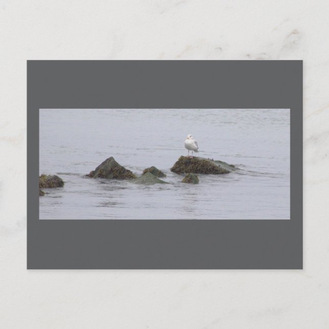 Seagull Photo Postcard (Front)