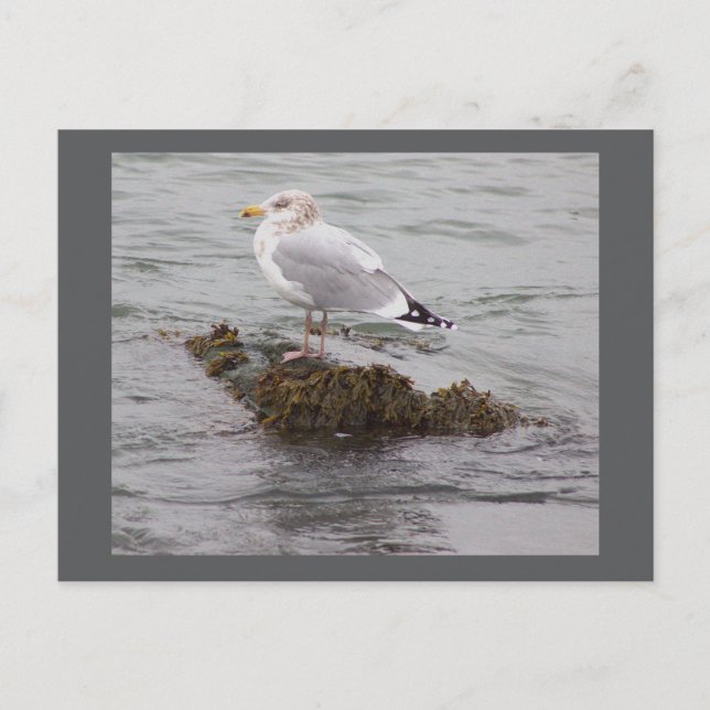 Seagull Photo Postcard (Front)