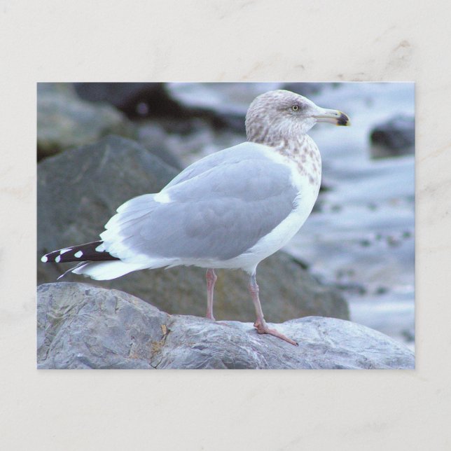 Seagull Photo Postcard (Front)