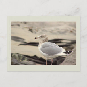 Seagull Photo Postcard