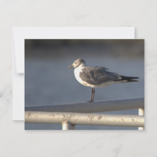 Seagull Photo Postcard