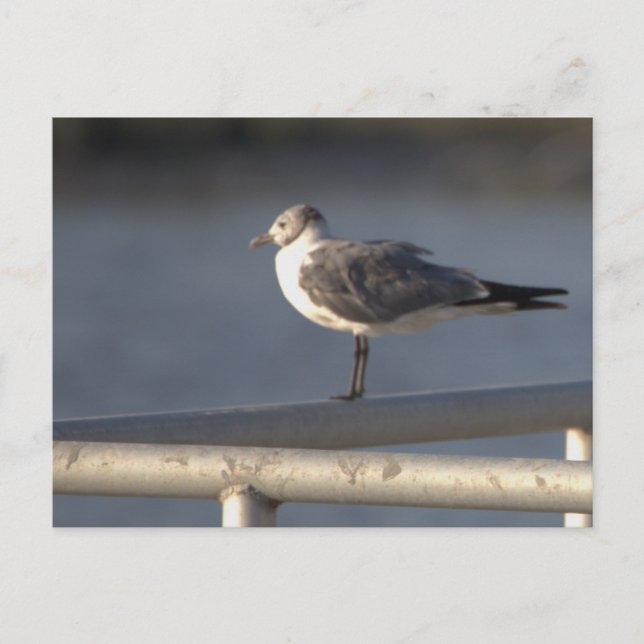 Seagull Photo Postcard (Front)