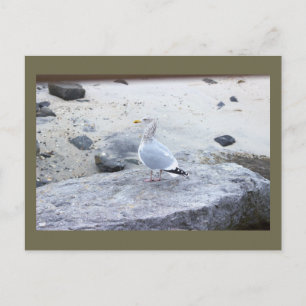 Seagull Photo Postcard