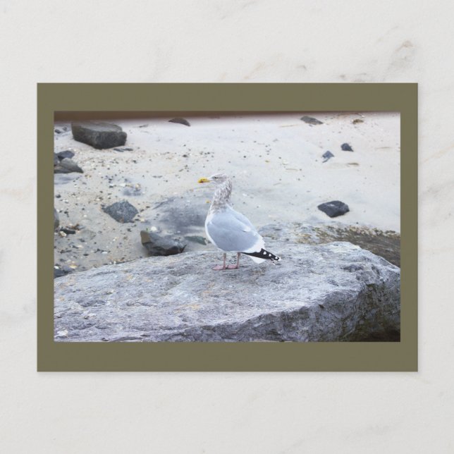 Seagull Photo Postcard (Front)