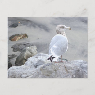 Seagull Photo Postcard