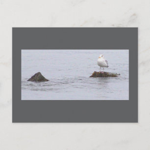 Seagull Photo Postcard
