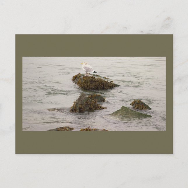Seagull Photo Postcard (Front)