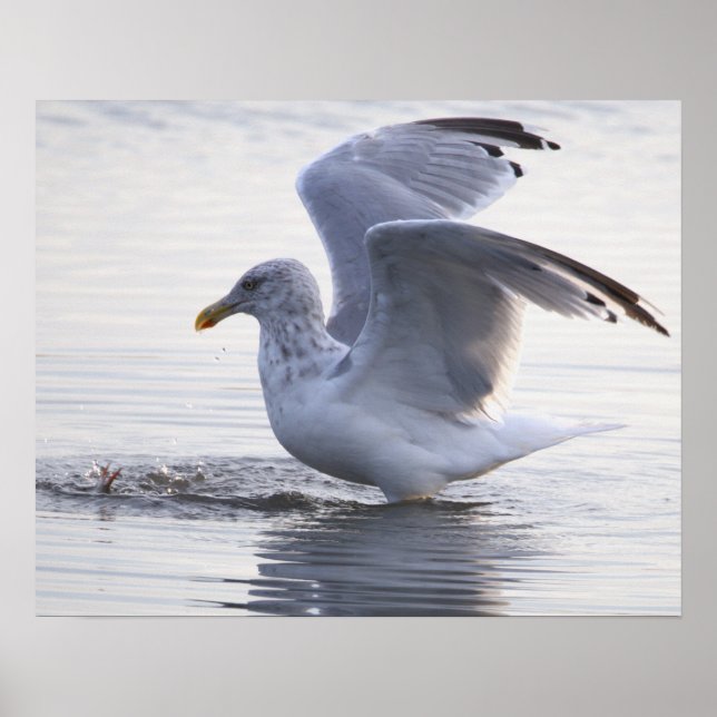 Seagull Photo Poster (Front)