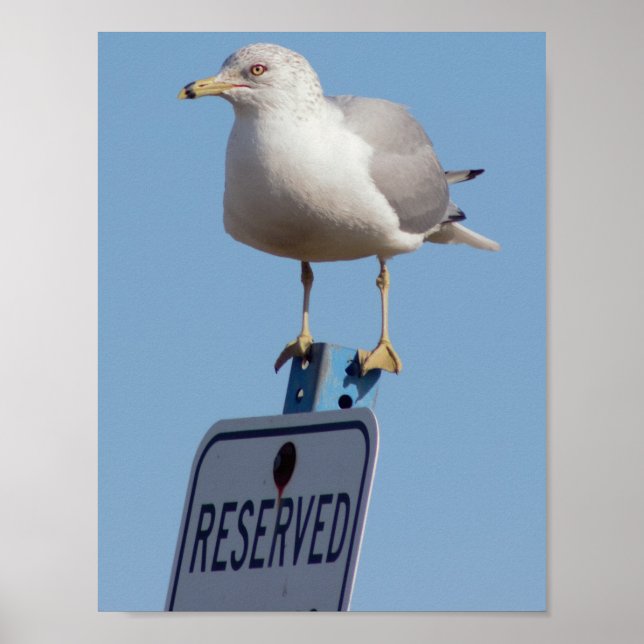 Seagull Photo Poster (Front)