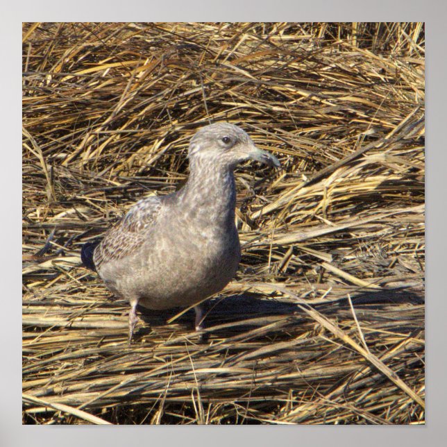 Seagull Photo Poster (Front)