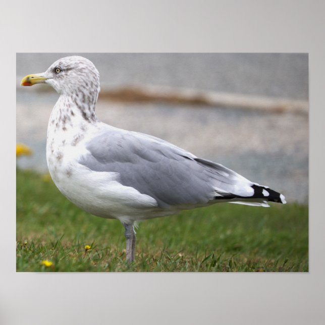 Seagull Photo Poster (Front)