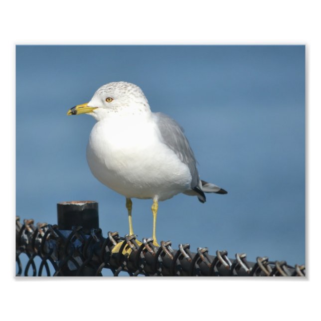 Seagull Photo Print (Front)