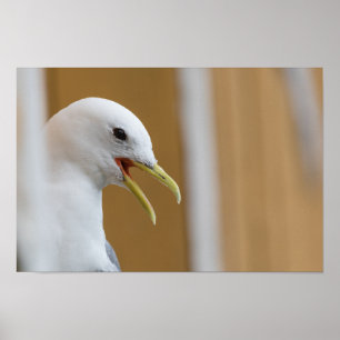 Seagull Photograph Poster