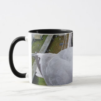 Seagull Picture Mug