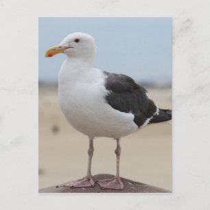 Seagull Postcard