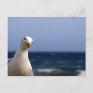 Seagull Postcard