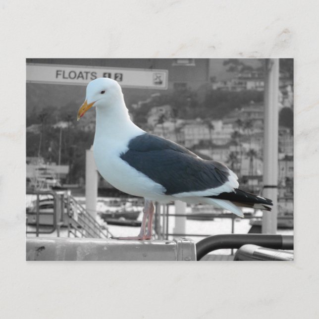 Seagull Postcard (Front)