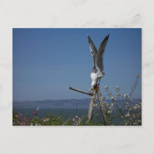 Seagull Postcard