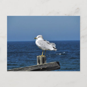 Seagull Postcard