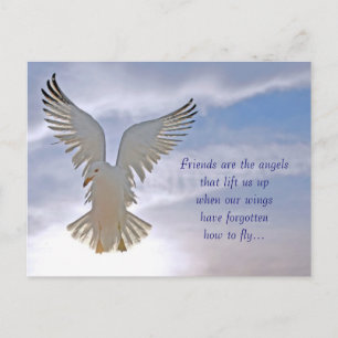 Seagull Postcard