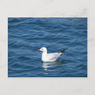 Seagull Postcard