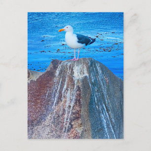 Seagull postcard