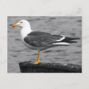 Seagull Postcard