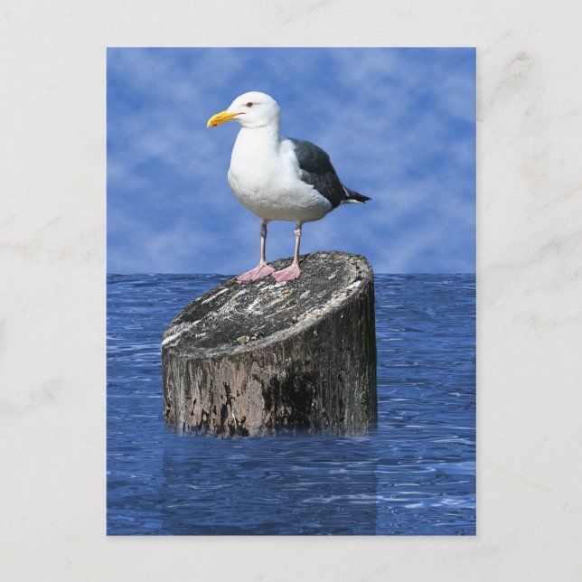 SEAGULL POSTCARD (Front)