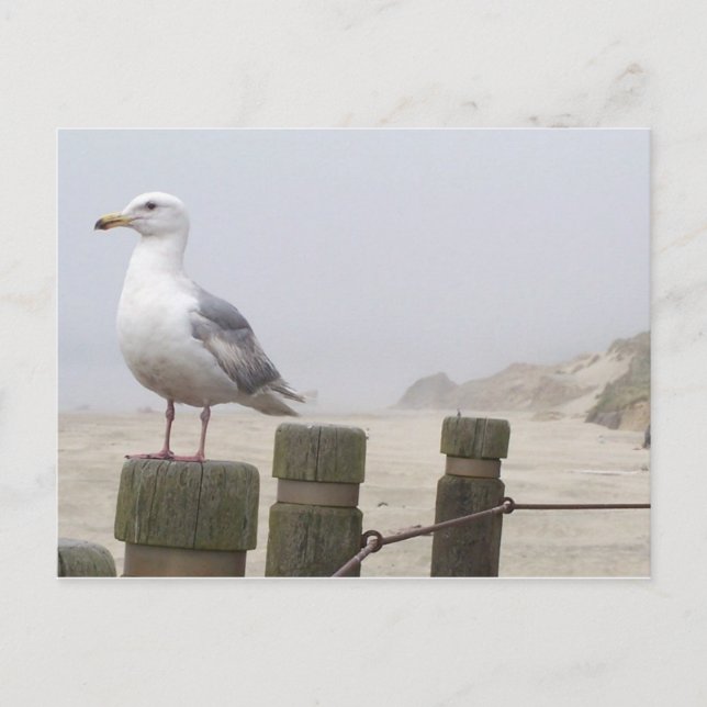 Seagull Postcard (Front)