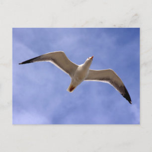 Seagull Postcard