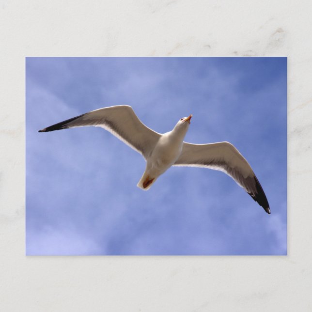 Seagull Postcard (Front)